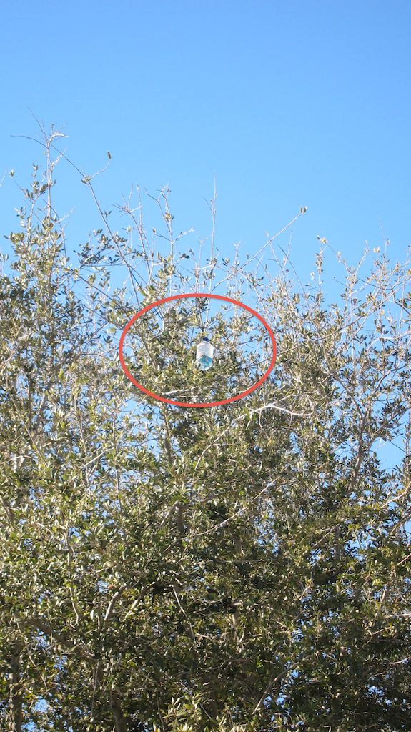You can see the bottle stuck in the tree in the red oval. Time for a rock. Photo Credit: Tim Carter 2014