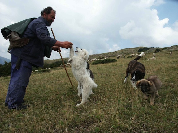 Bulgarian Shepherd